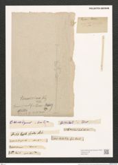 Synedra acus Kuetz. (de-Toni-Nr.: Genus 66, Species 2590) Zeichnungen Sammlung Grunow (NHMW-BOT-W0373647)